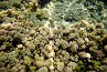 slides/underwater.jpg  underwater